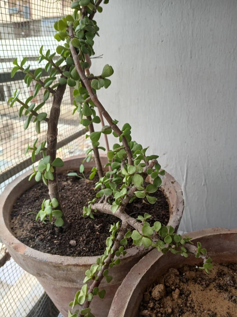 plants 19