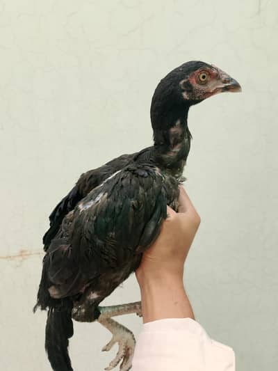 pure aseel black miawali