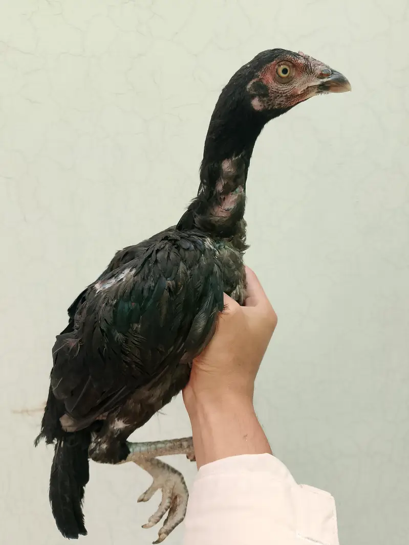 pure aseel black miawali — photo 2