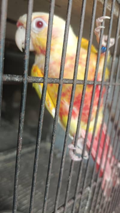 lutino Conure for sale