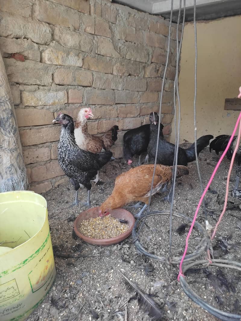 Eggs hens 1