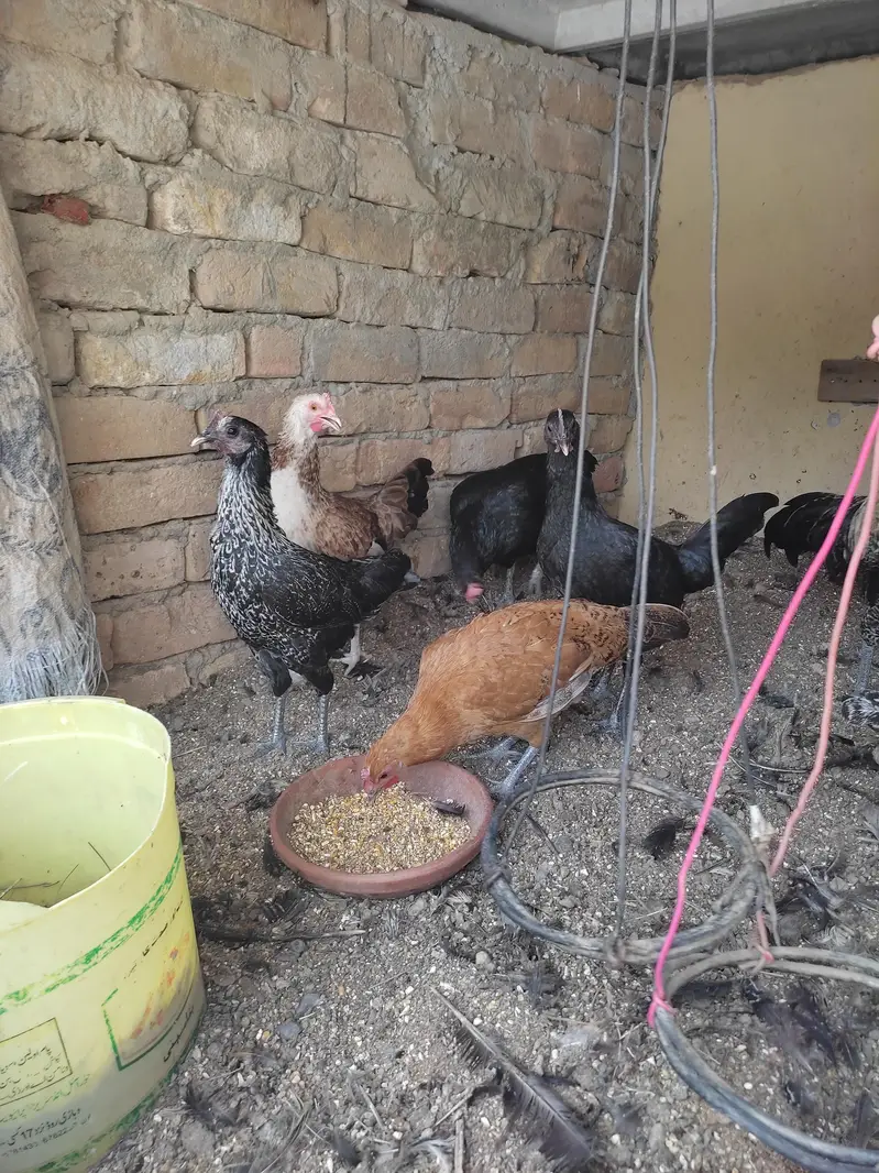 Eggs hens — photo 2