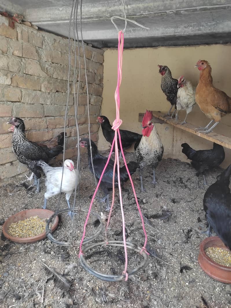 Eggs hens 2