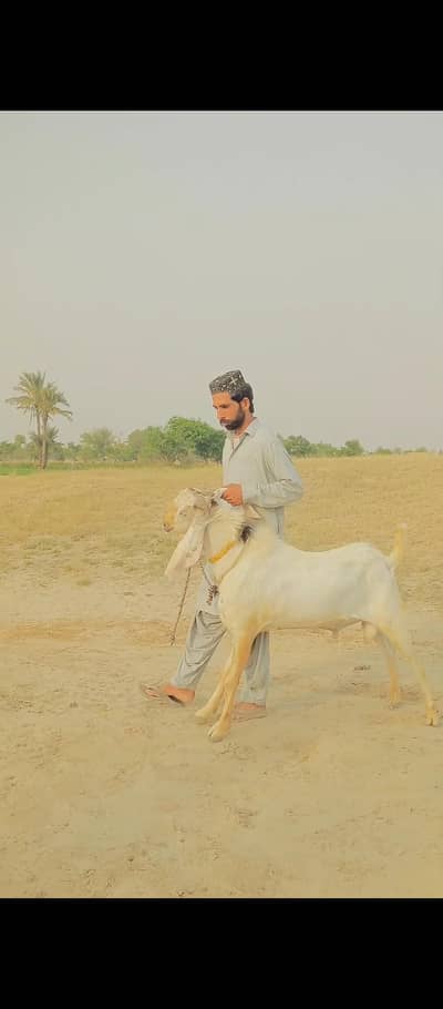 بکرا بریڈنگ کے لیے
