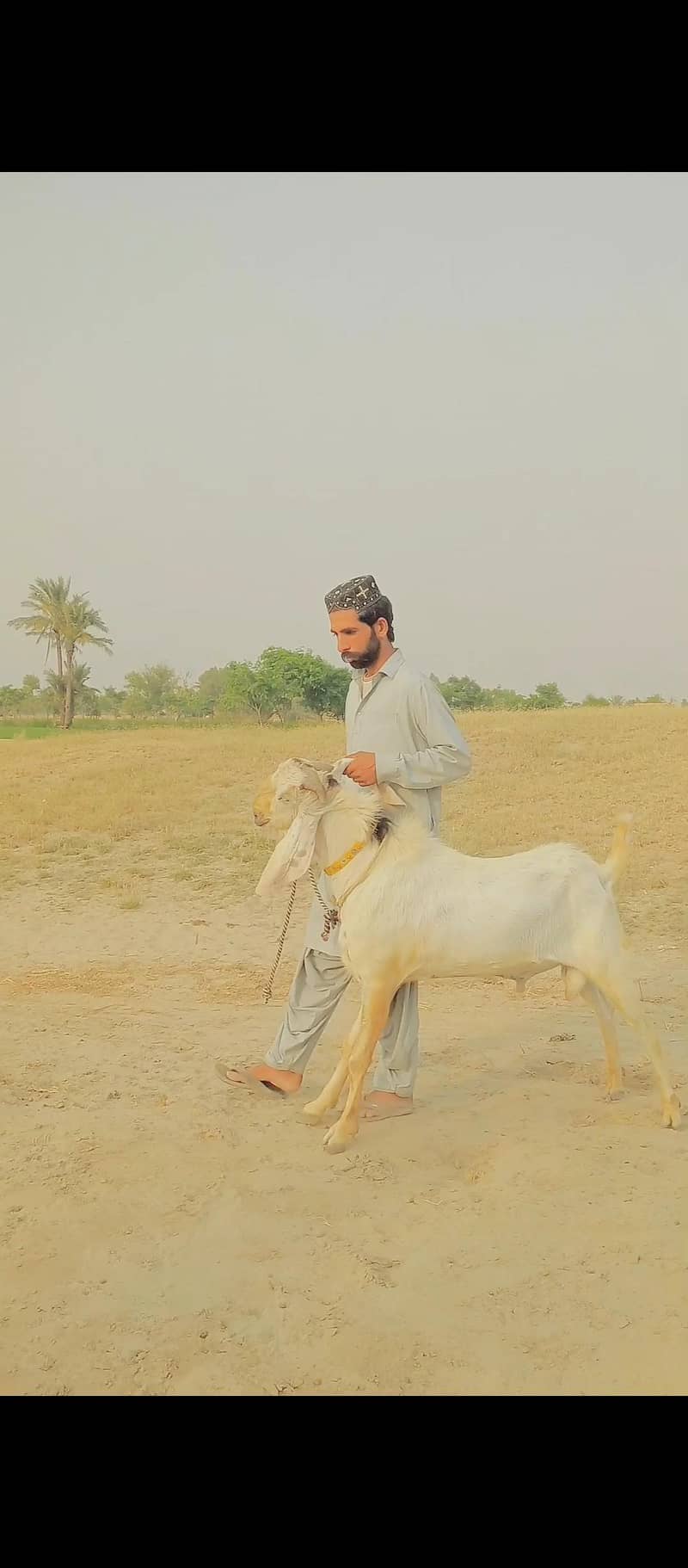 بکرا بریڈنگ کے لیے 0