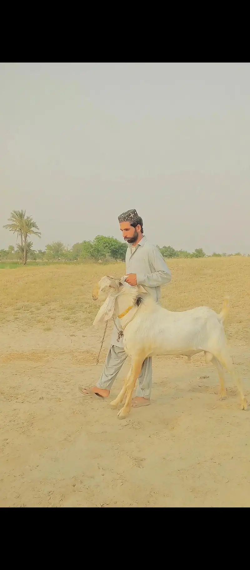بکرا بریڈنگ کے لیے