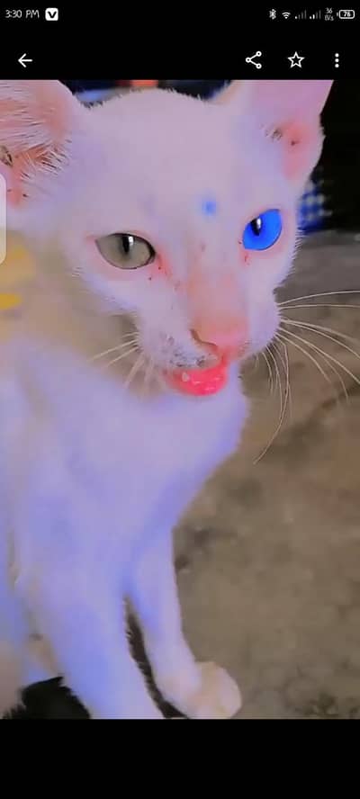 Persian cat
