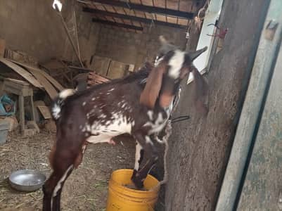 bakra