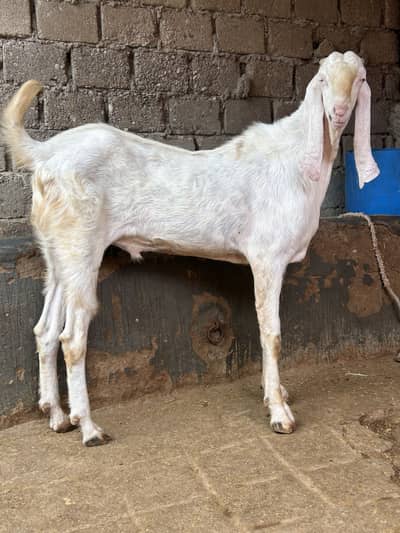 Rajanpuri breeder