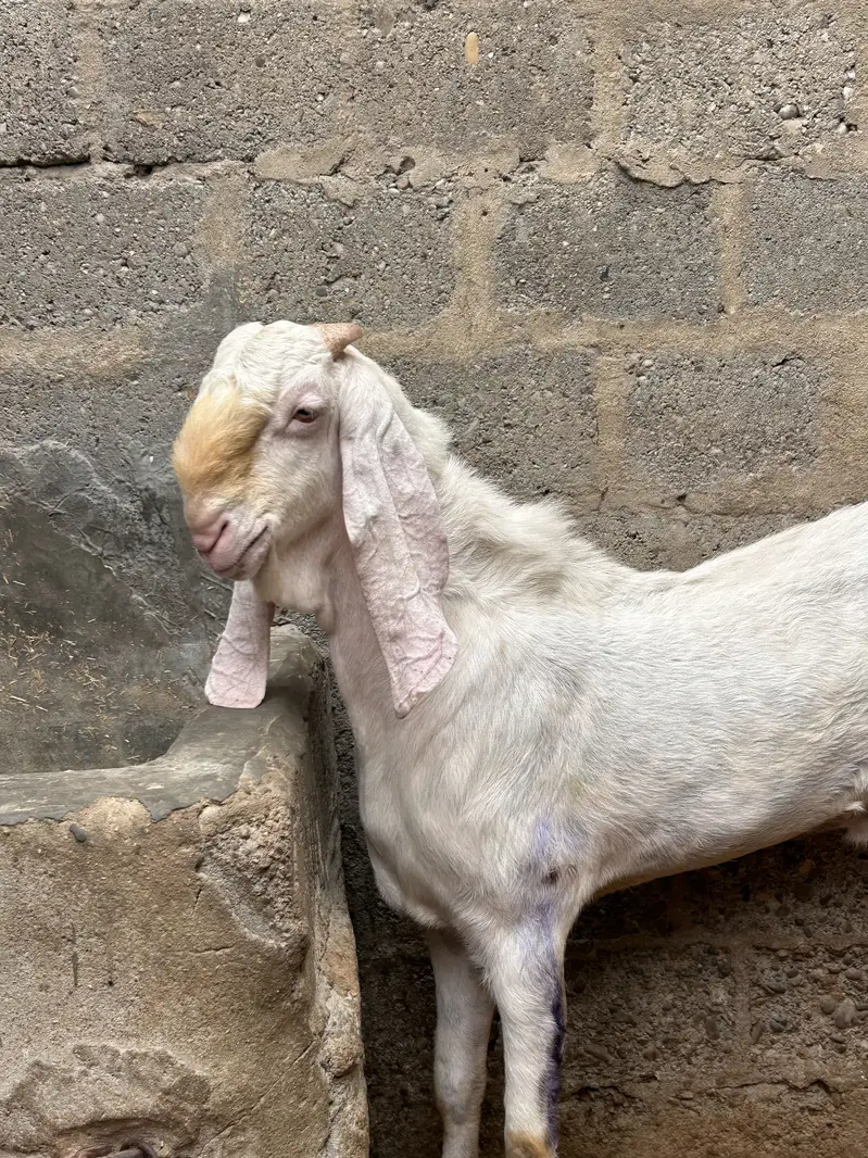 Rajanpuri breeder — photo 2