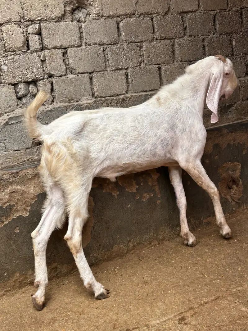 Rajanpuri breeder — photo 3