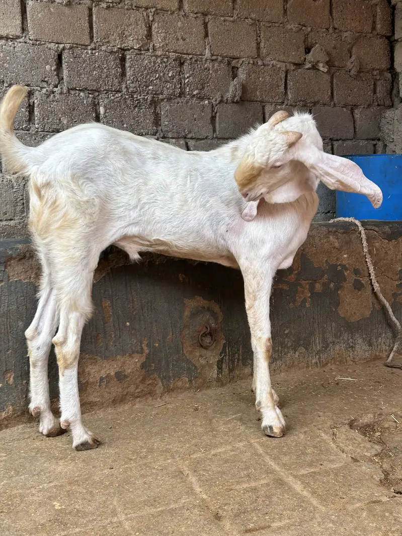 Rajanpuri breeder — photo 4
