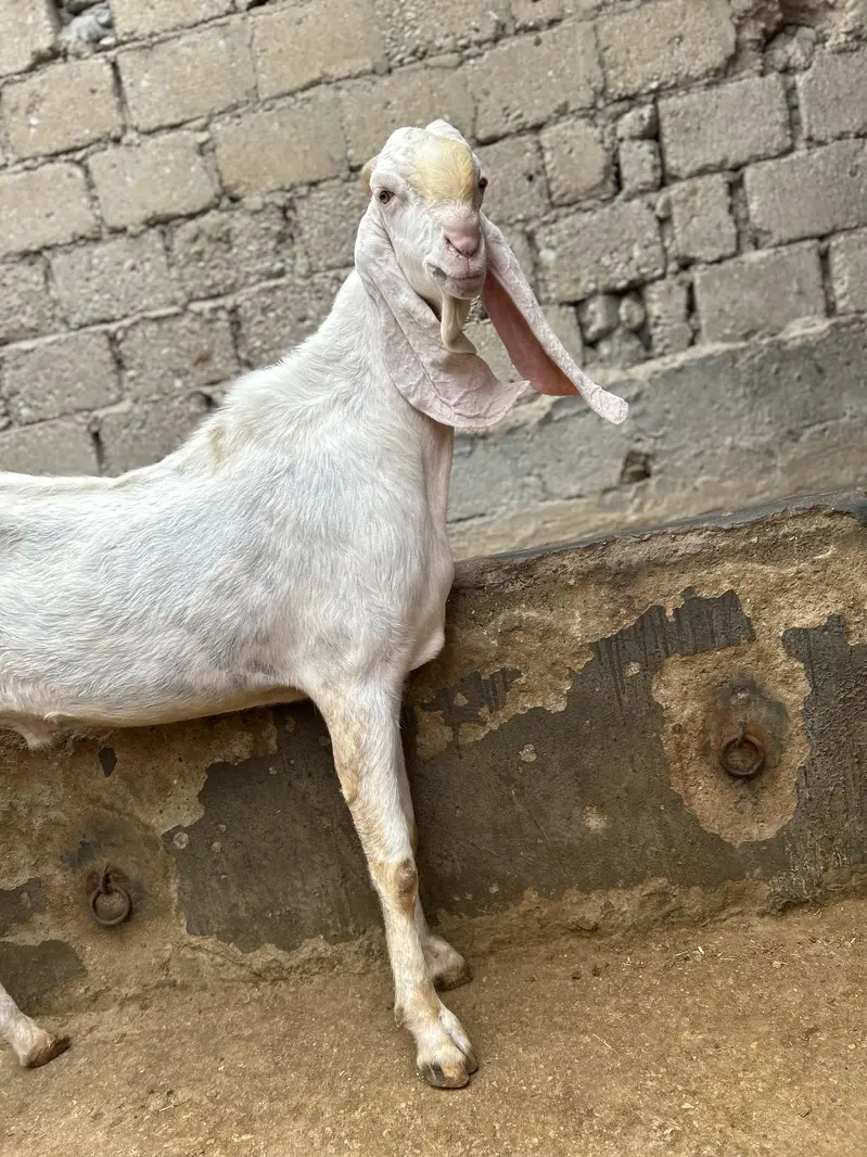 Rajanpuri breeder — photo 5