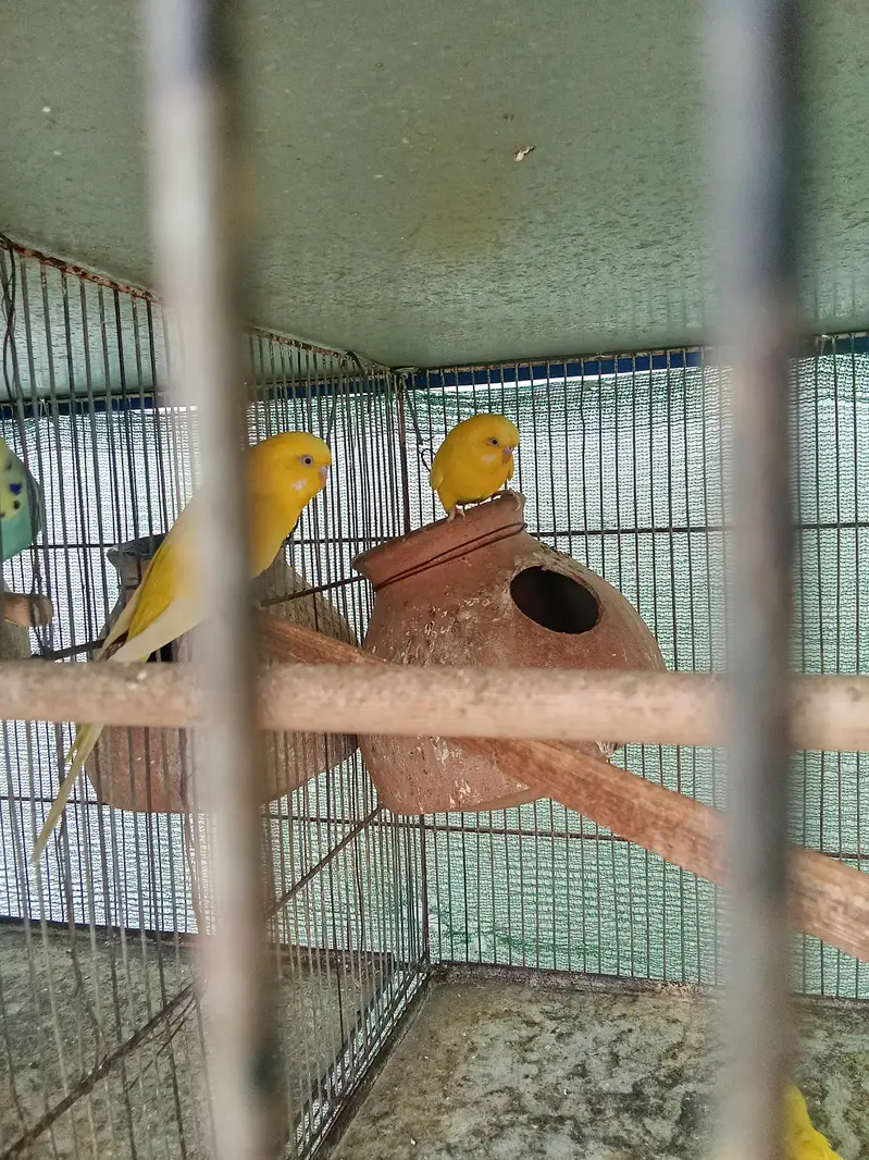 red eye fellow — photo 2