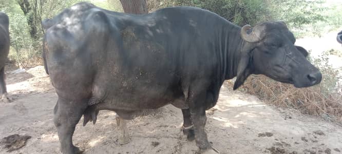 pahlan buffalo