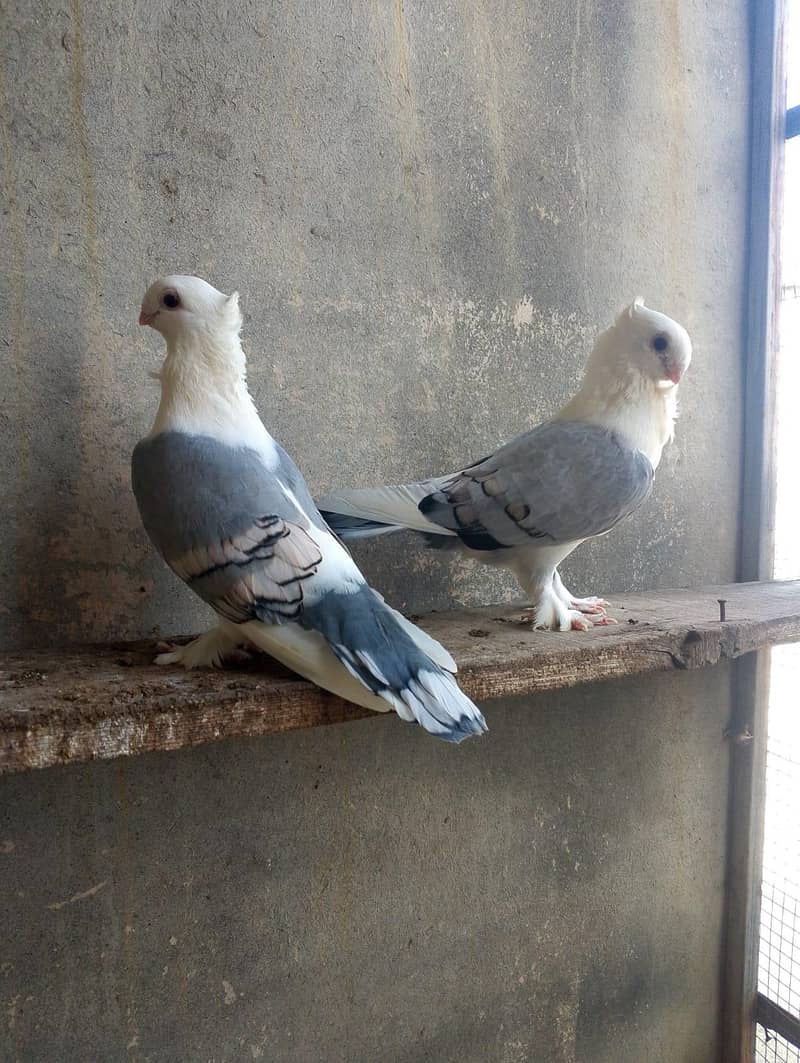 fancy pigeon 0