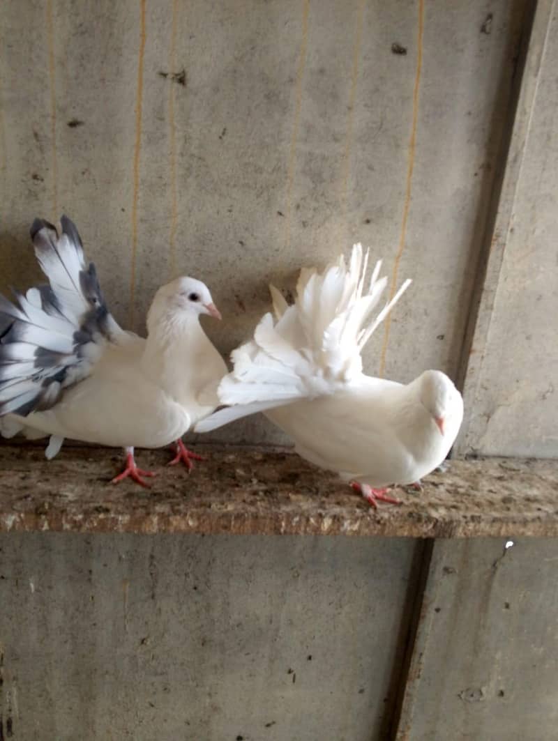 fancy pigeon 1