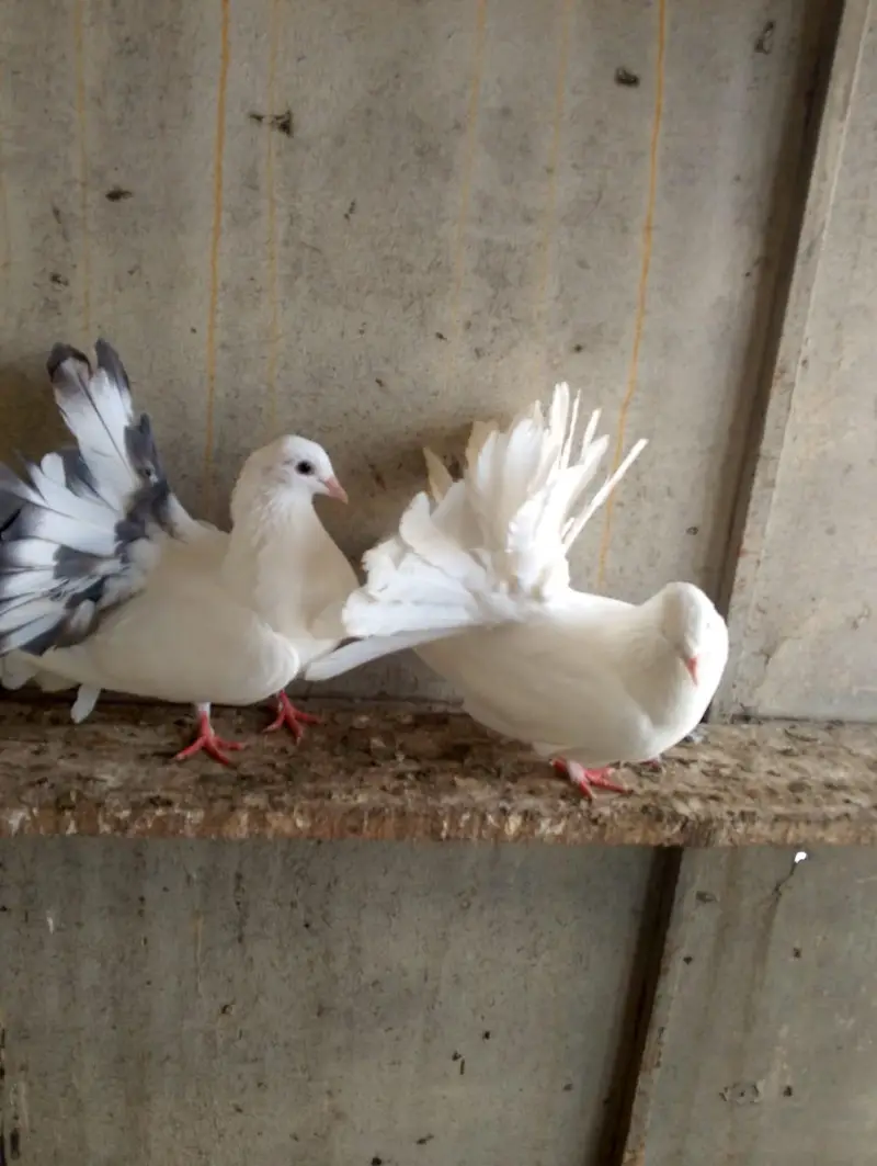 fancy pigeon — photo 2