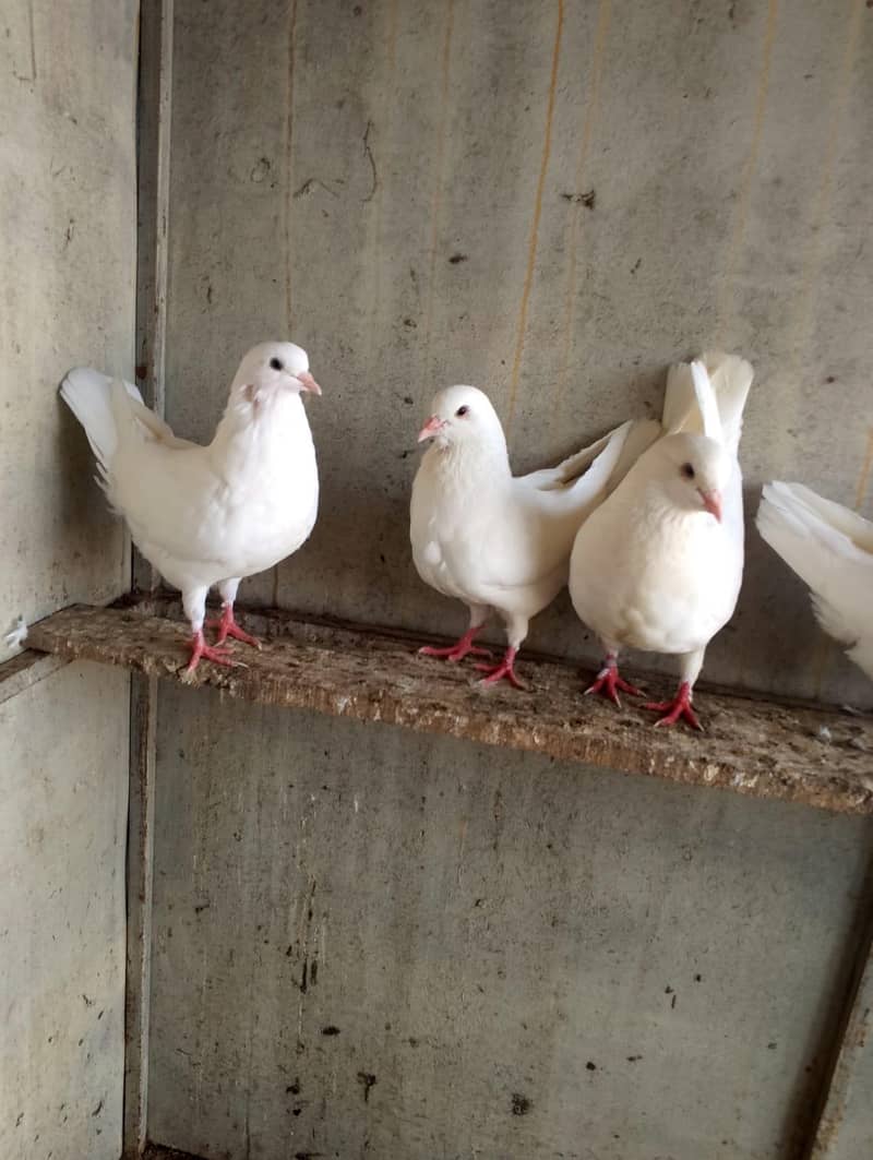 fancy pigeon 2
