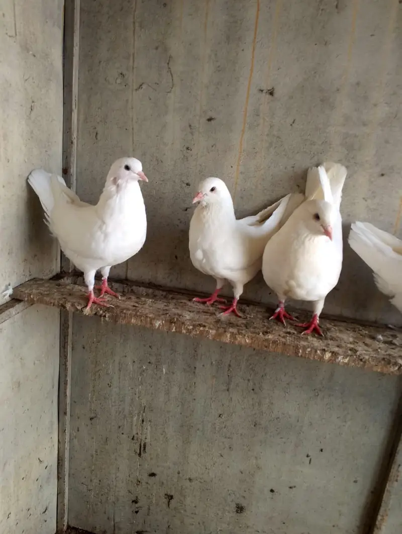 fancy pigeon — photo 3