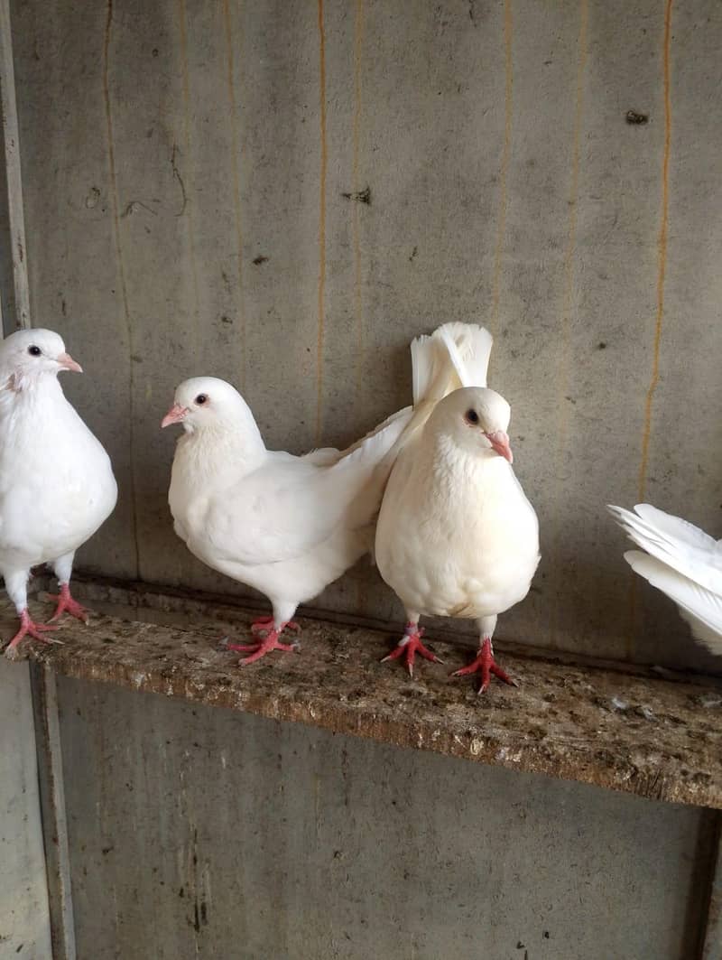 fancy pigeon 3