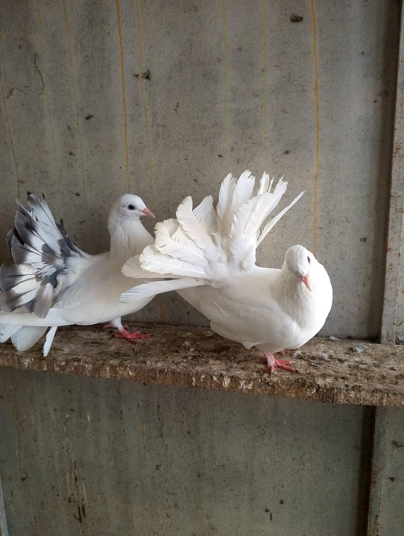 fancy pigeon 4