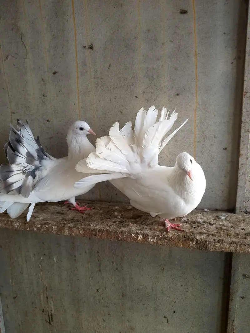 fancy pigeon — photo 5