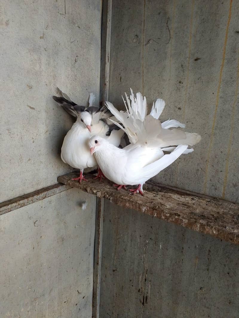 fancy pigeon 5