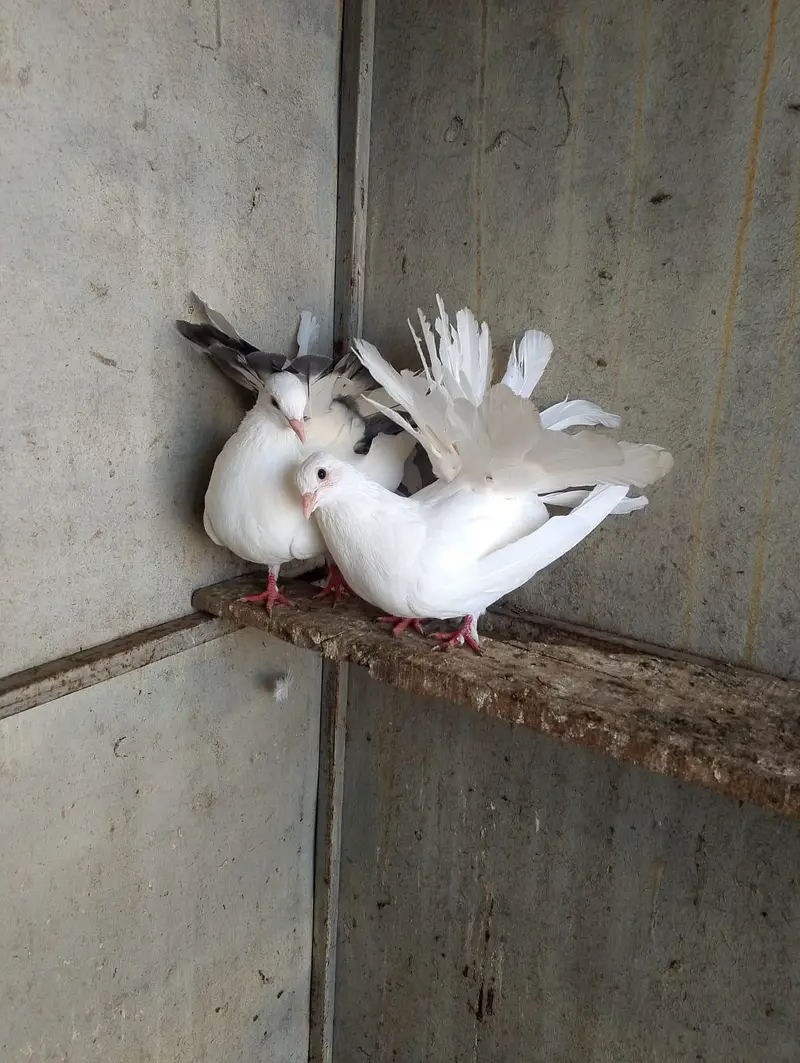 fancy pigeon — photo 6