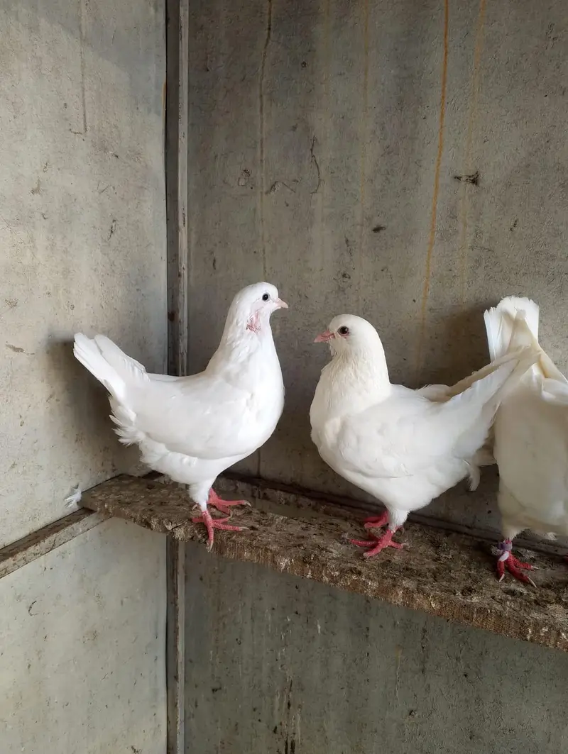 fancy pigeon — photo 7