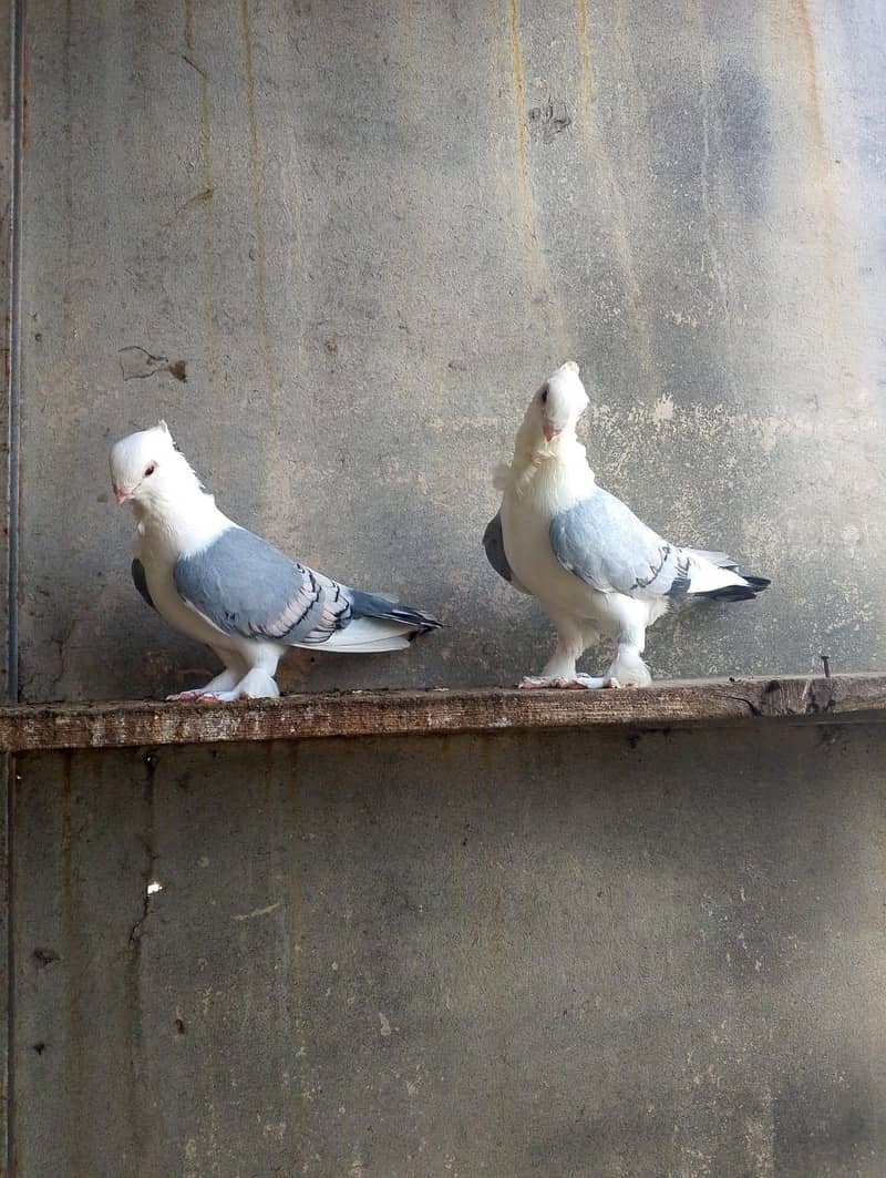 fancy pigeon 7