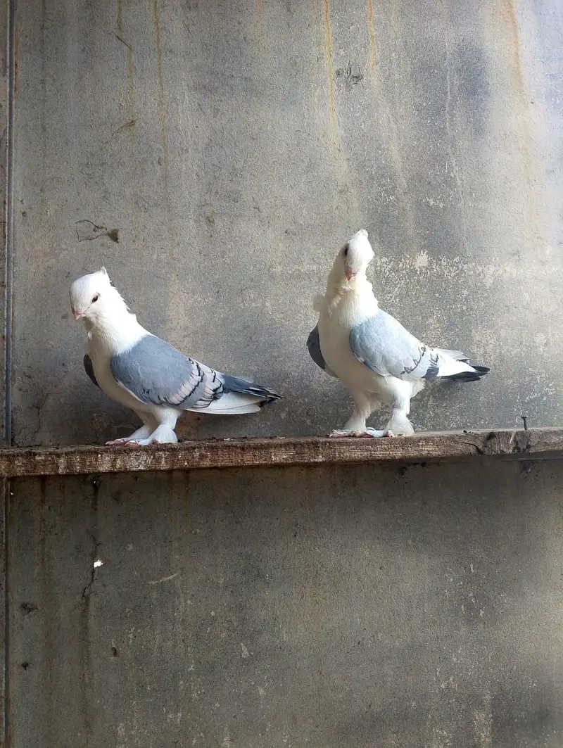 fancy pigeon — photo 8