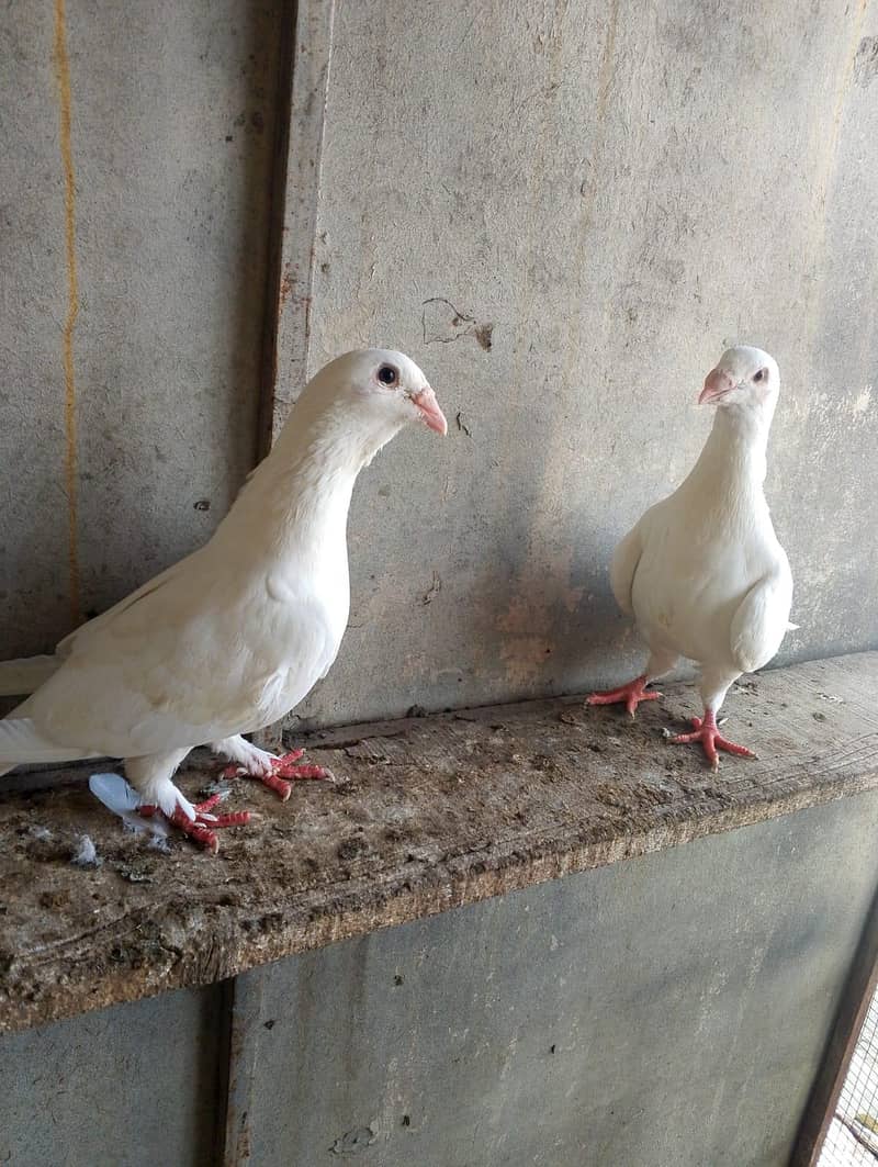 fancy pigeon 8