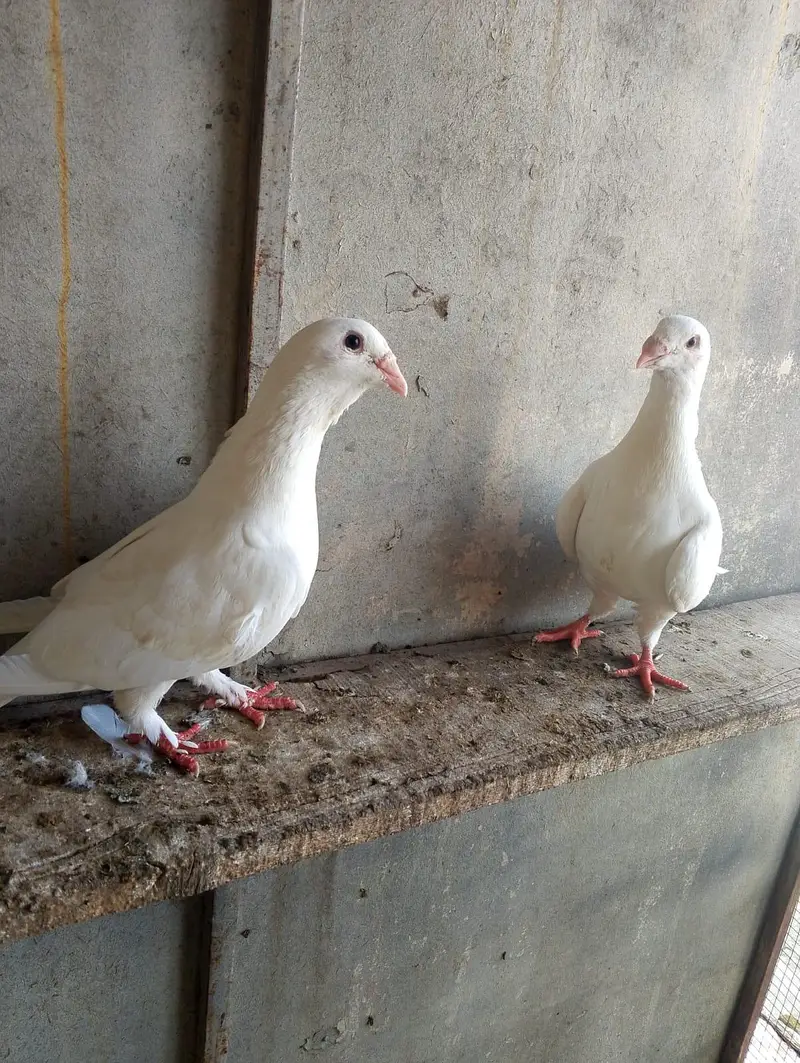 fancy pigeon — photo 9