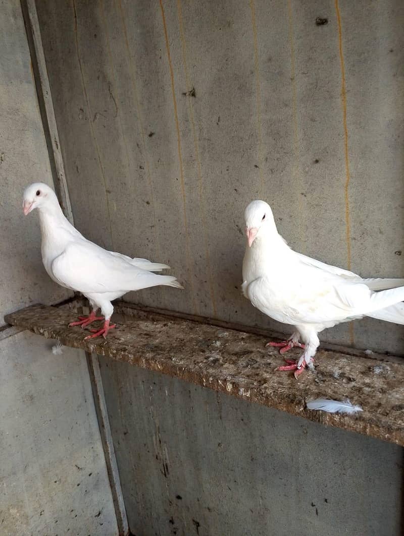 fancy pigeon 9