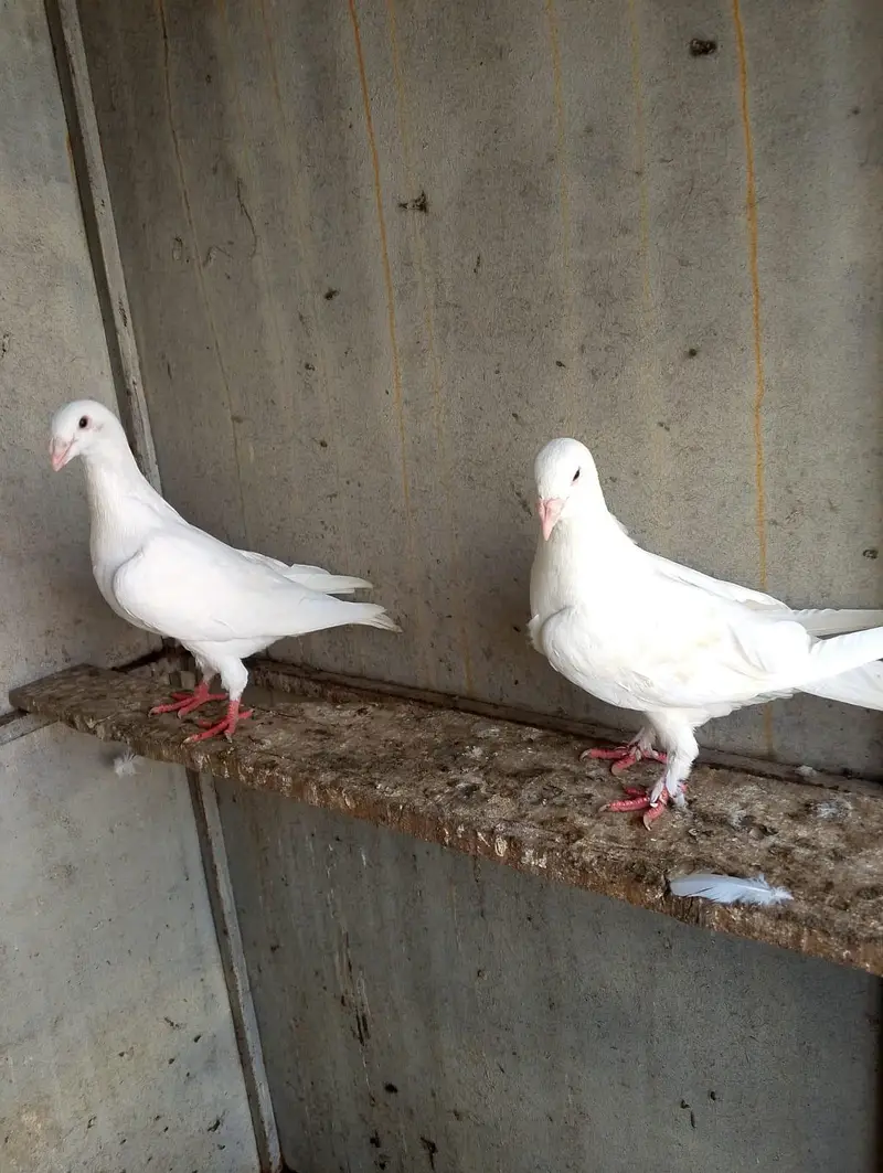 fancy pigeon — photo 10