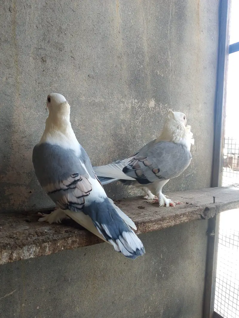 fancy pigeon — photo 11