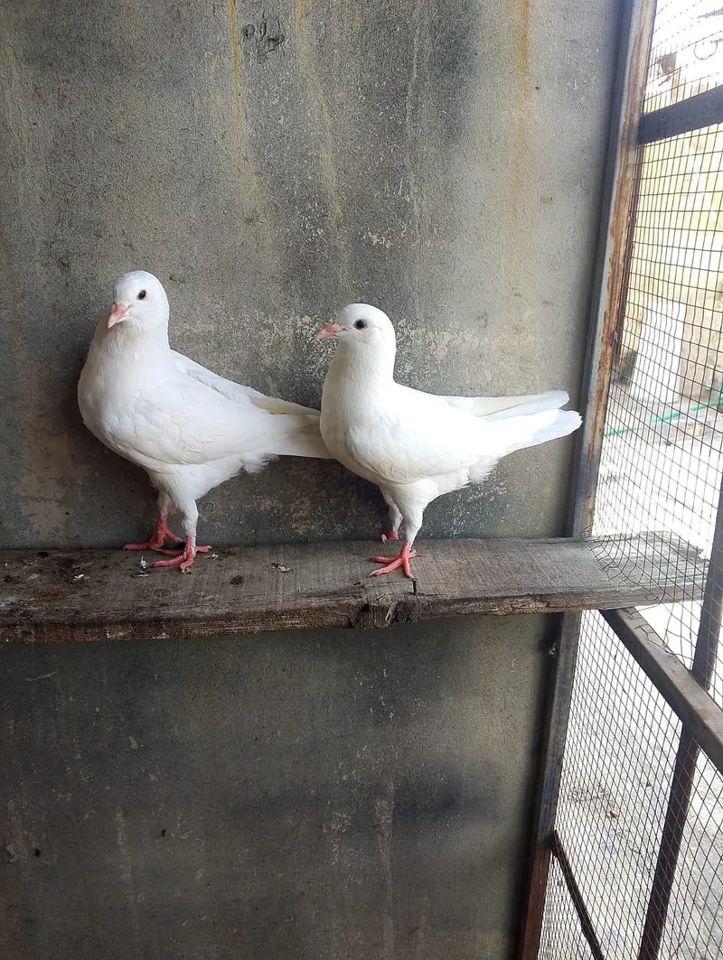 fancy pigeon — photo 12