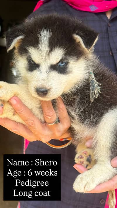 Pedigree Husky Puppies ( 4 ) Siberian Husky Puppy, Available for Sale!