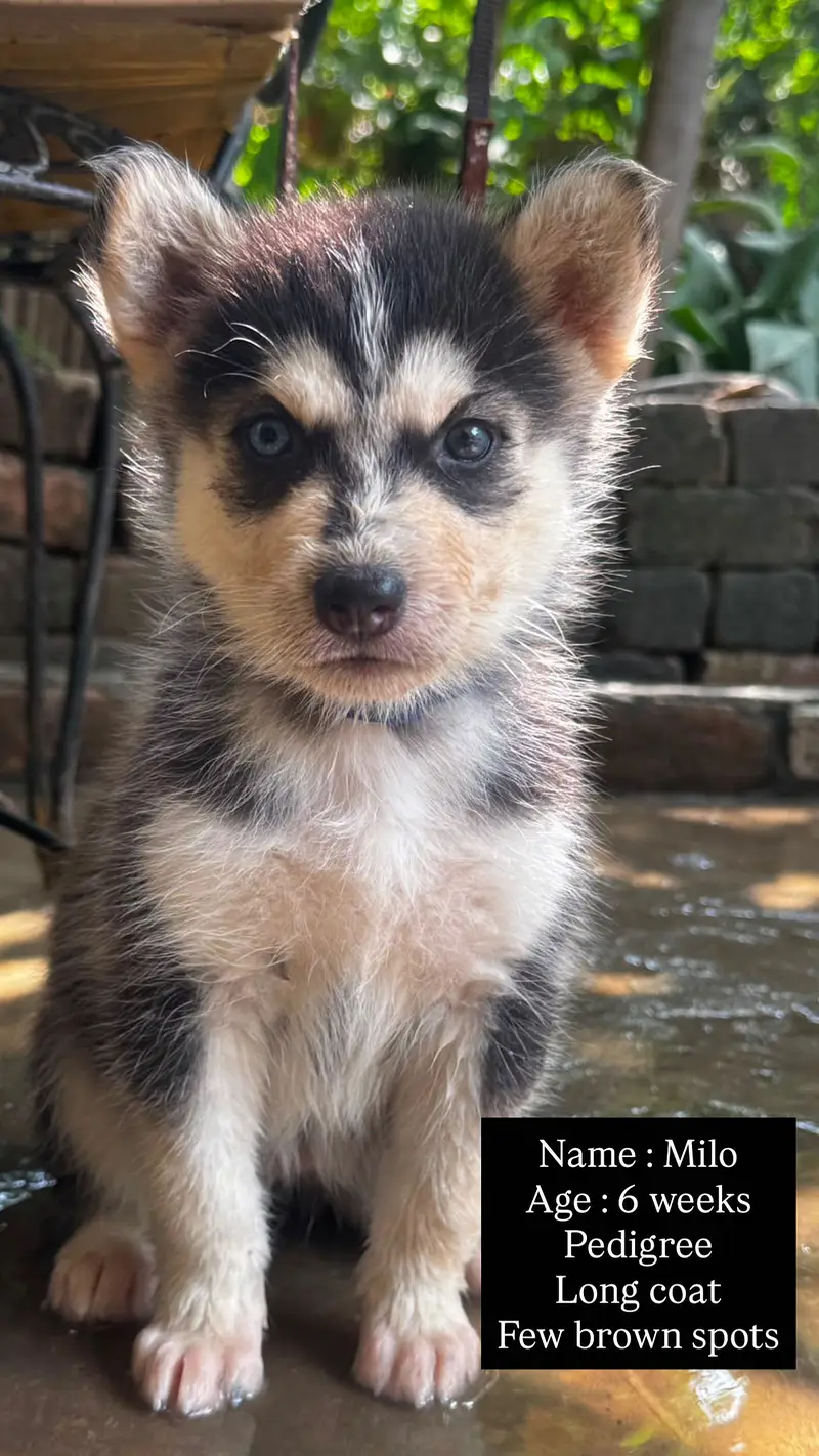 Pedigree Husky Puppies ( 4 ) Siberian Husky Puppy, Available for Sale! — photo 2