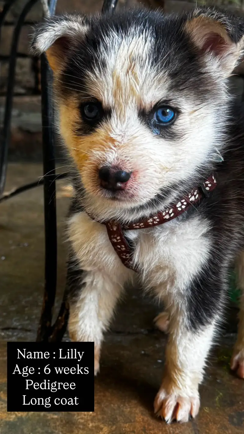 Pedigree Husky Puppies ( 4 ) Siberian Husky Puppy, Available for Sale! — photo 3