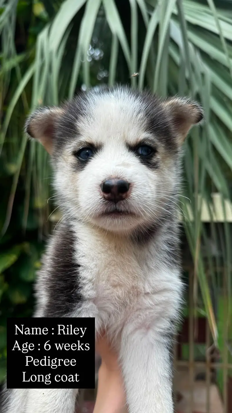 Pedigree Husky Puppies ( 4 ) Siberian Husky Puppy, Available for Sale! — photo 4