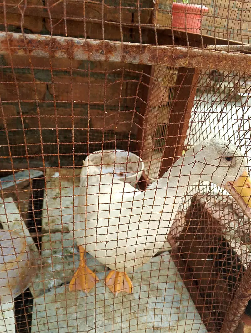 Pure white Adult male duck