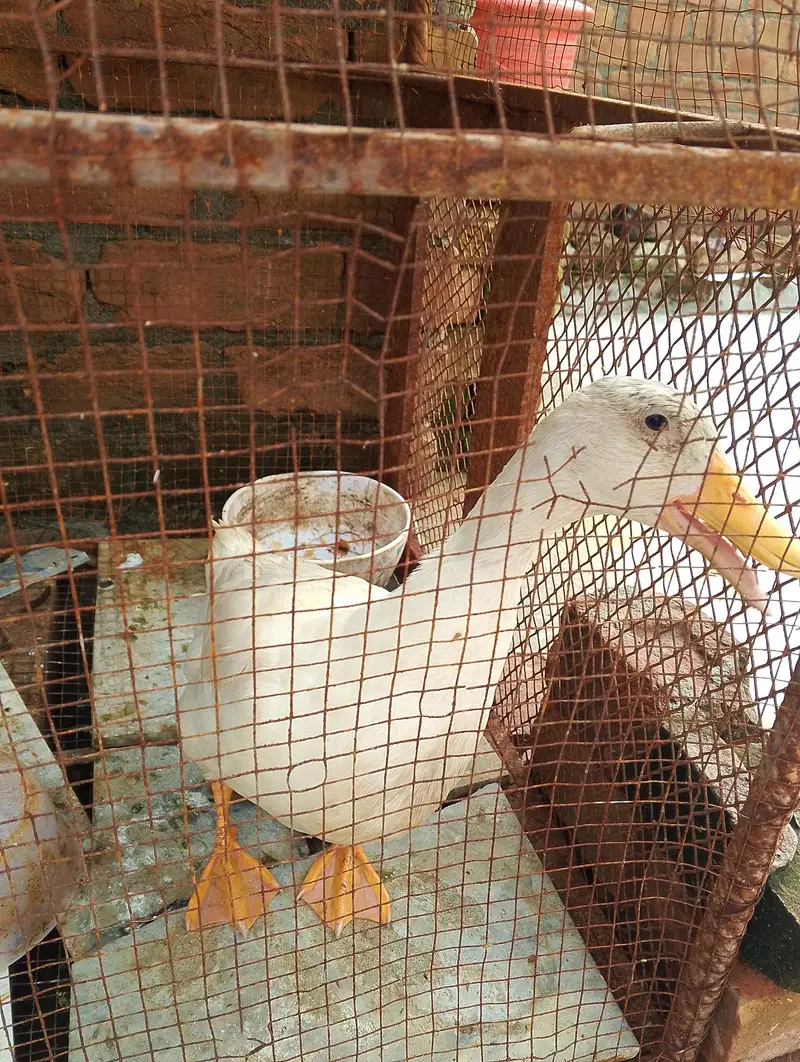 Pure white Adult male duck — photo 3