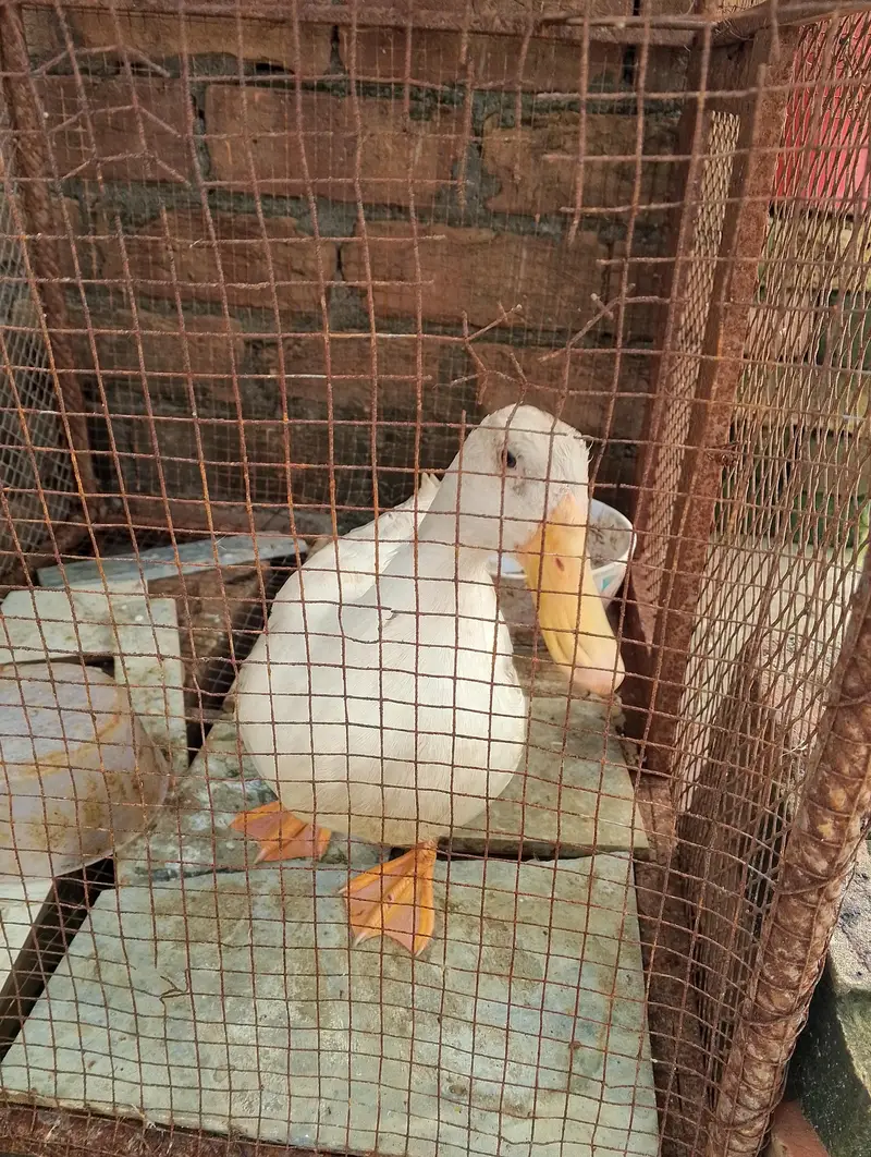 Pure white Adult male duck — photo 4