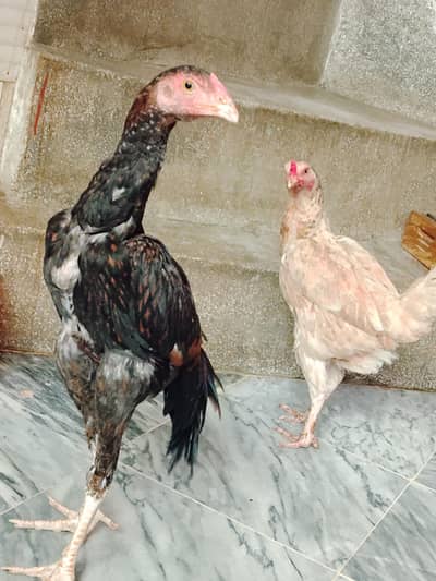 Assalam o Alikum for sale :aseel pair 1 murgha +1 murgi