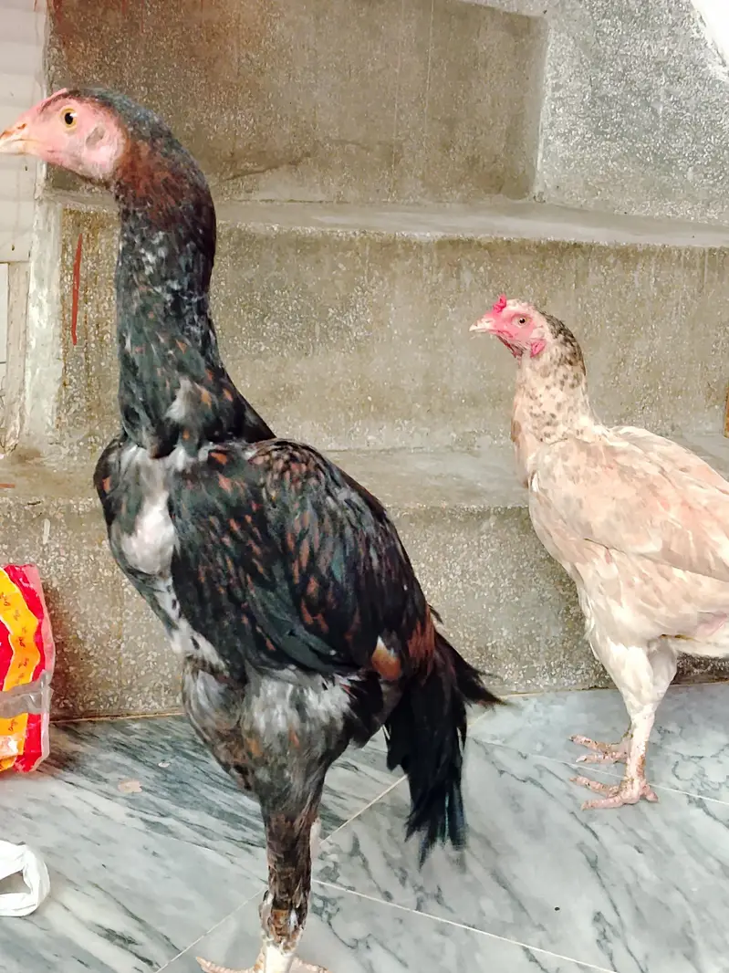 Assalam o Alikum for sale :aseel pair 1 murgha +1 murgi — photo 2