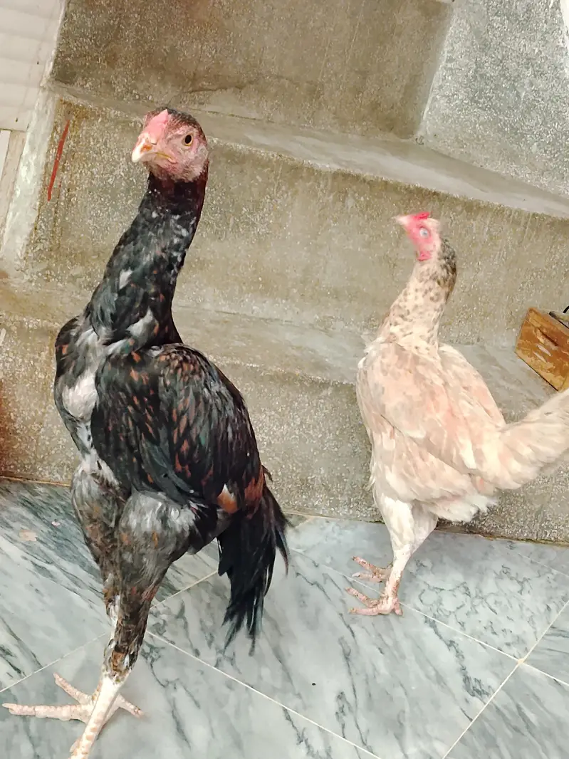 Assalam o Alikum for sale :aseel pair 1 murgha +1 murgi — photo 3