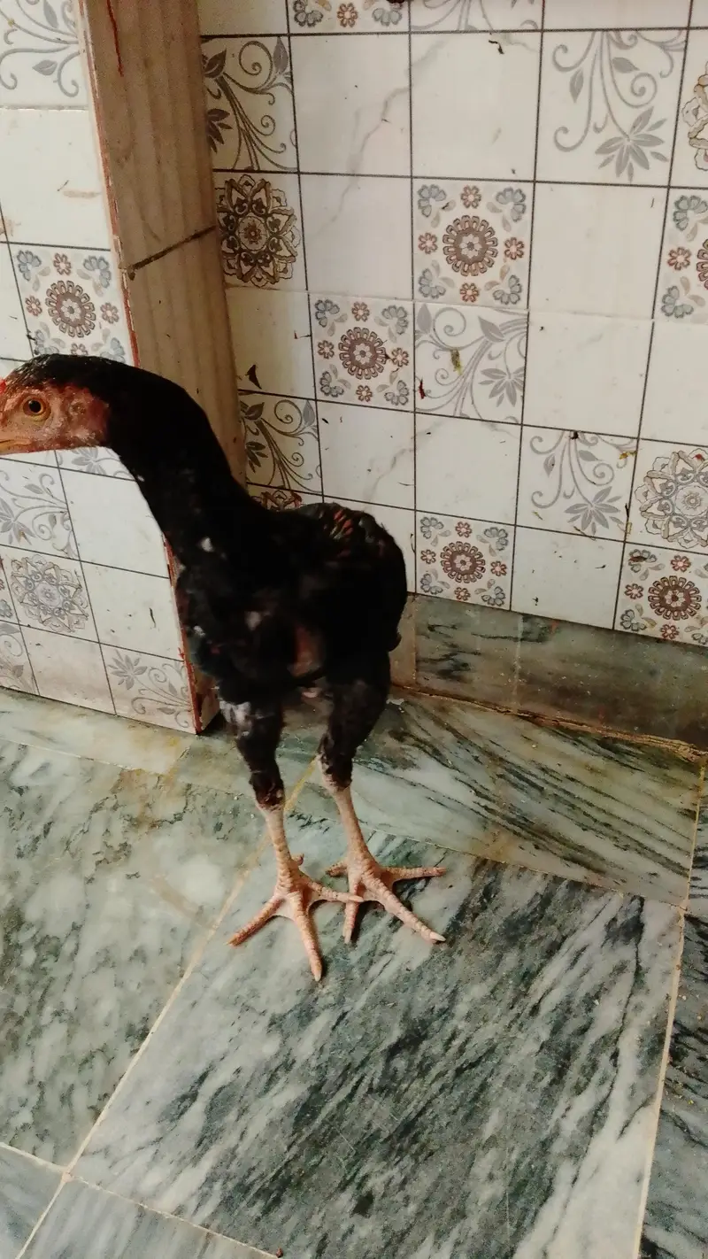 Assalam o Alikum for sale :aseel pair 1 murgha +1 murgi — photo 4