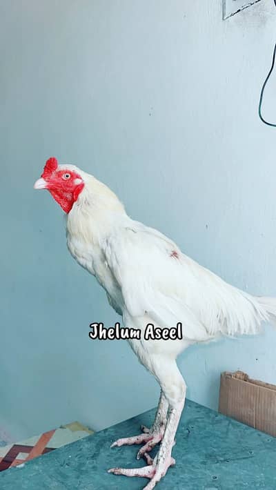 Aseel paper white heera male for sale